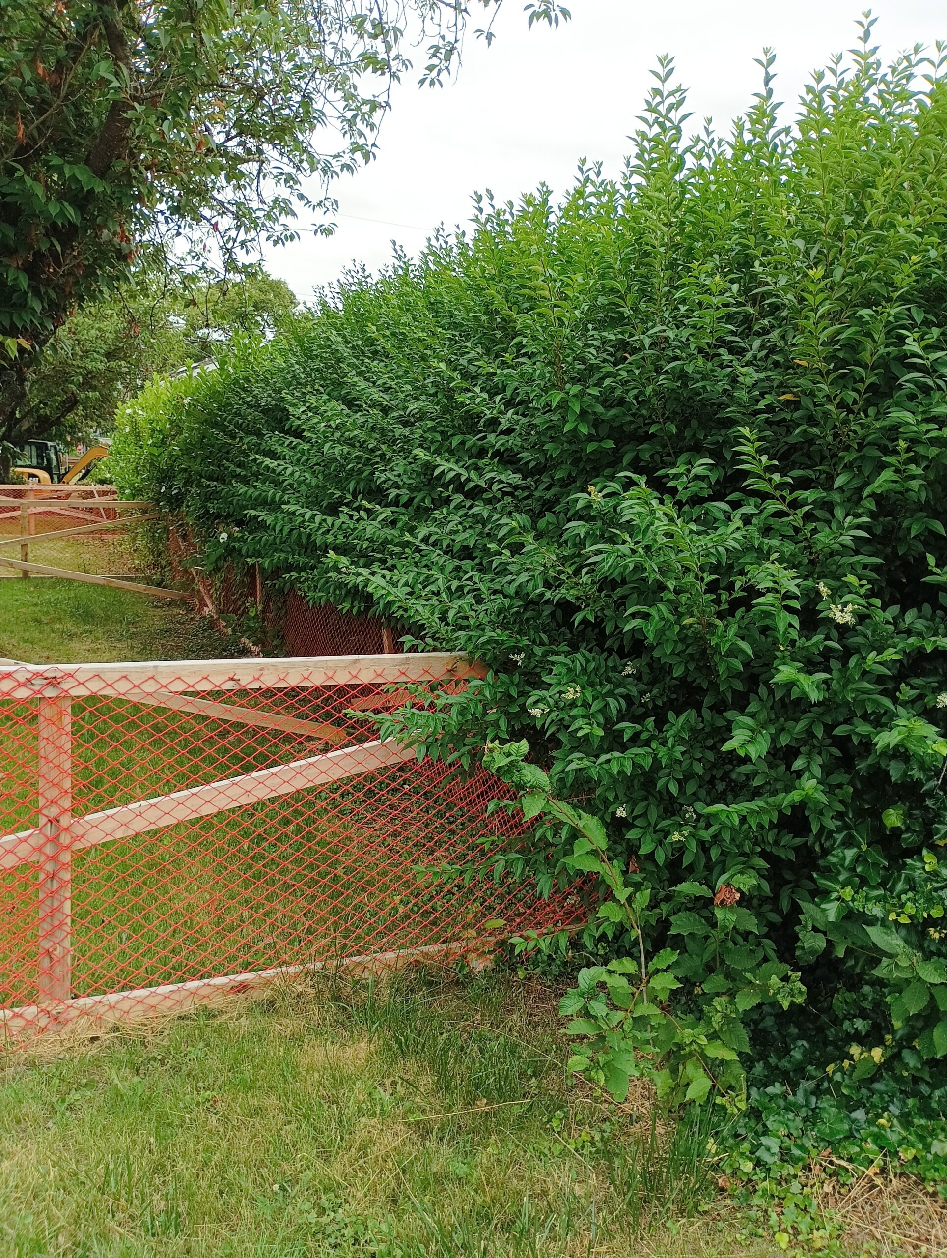 Before shrub removal Burnaby
